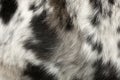 Close up of the dog's fur Royalty Free Stock Photo