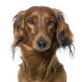 Close-up on a dog's head, Dachshund, front view