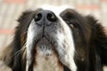 Close up of dog's muzzle
