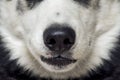 Close-up of a dog`s nose. Close up shot of dog nose. Dog nose. Beautiful Husky dog head