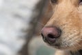 Close-up of a dog`s nose and snout in focus