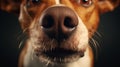 Close-up of a dog\'s nose. To sniff