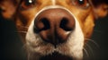 Close-up of a dog\'s nose. To sniff