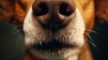 Close-up of a dog\'s nose. To sniff