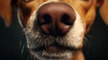 Close-up of a dog\'s nose. To sniff