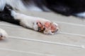 Close up of a dog\'s paws. Border Collie puppy pads. Legs of animal lying on a deck