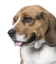 Close-up on a dog , side view, Beagle Digital enhancement Royalty Free Stock Photo