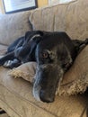 A close-up of a Dog sleeping on the couch and looking at the camera Royalty Free Stock Photo