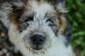 Close up of dog smiling - dog looking at the camera