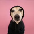 A close up dog in sweater hoodie face portrait.