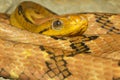 Close up dog tooth cat eye snake in thailand