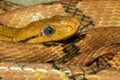 Close up dog tooth cat eye snake in thailand Royalty Free Stock Photo