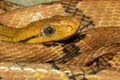 Close up dog tooth cat eye snake in thailand