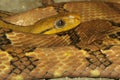 Close up dog tooth cat eye snake in thailand