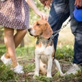 Close-up of a dog. Woman and man with their nice dog in the park. summer walk with a dog. Beagle breed dog sitting Royalty Free Stock Photo