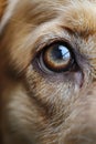 A close up of a dog's eye with brown fur and blue eyes, AI Royalty Free Stock Photo