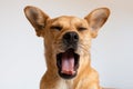 Close-up of dog yawning on a white background Royalty Free Stock Photo