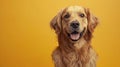 Close Up of Dog on Yellow Background Royalty Free Stock Photo