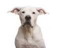 Close-up of a Dogo Argentino looking at the camera Royalty Free Stock Photo