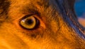 Close up on Dogs Eye