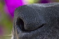 A Close Up of a Dogs Nose Royalty Free Stock Photo