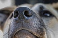 A Close Up of a Dogs Nose and face