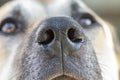 A Close Up of a Dogs Nose and face Royalty Free Stock Photo