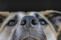 A Close Up of a Dogs Nose and face Royalty Free Stock Photo