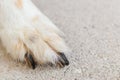 close up of dogs paw and nails