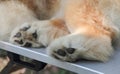 The close up of dogs paws.