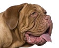 Close-up of Dogue de Bordeaux, 2 years old Royalty Free Stock Photo