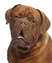 Close-up of Dogue de Bordeaux, 20 months old Royalty Free Stock Photo