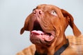 Close-up of dogue de bordeaux