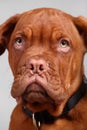 Close-up of dogue de bordeaux