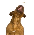 Close-up of a Dogue de Bordeaux catching food, mouth opened