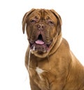 Close-up of a Dogue de bordeaux drooling Royalty Free Stock Photo