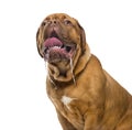Close-up of a Dogue de bordeaux drooling Royalty Free Stock Photo