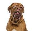 Close-up of a Dogue de bordeaux drooling Royalty Free Stock Photo