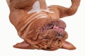 Close up of Dogue De Bordeaux lying upside down