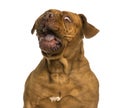 Close-up of a Dogue de Bordeaux making a face Royalty Free Stock Photo