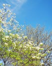 Dogwood tree blossom