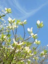 Dogwood tree blossom Royalty Free Stock Photo