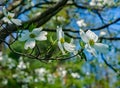 Close-up of Dogwood Tree in Full Bloom