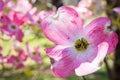 Close up of Dogwood tree pink blossom at springtime in park. Spring natural background Royalty Free Stock Photo