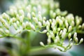 Close up of the dogwood white flower buds