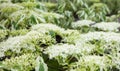 Close up of the dogwood white flowers and leaves