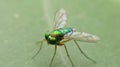 Close-up dolichopodidae, the long-legged flies Royalty Free Stock Photo