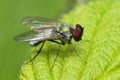 Close-up of a Dolichopus Popularis on a leaf Royalty Free Stock Photo