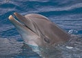 Close-up of dolphin Royalty Free Stock Photo