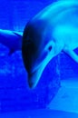 CLOSE UP DOLPHIN Royalty Free Stock Photo